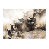 Wall Art Canvas - Wildebeest Herd