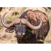 Wall Art Canvas - African Buffalo Cow