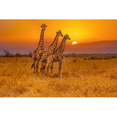 Wall Art Canvas - 3 Giraffes and an African Sunset