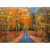 Canvas Wall Art - Road Into Autumn