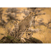 Wall Art Canvas - Cheetah with Her Cubs