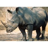 Wall Art Canvas - Black Rhinoceros