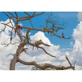 Wall Art Canvas - African Leopard Resting in a Tree