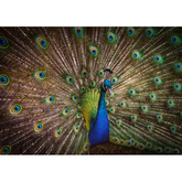 Wall Art Canvas - Peacock splendour