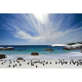 Canvas wall art - The penguins at Boulder's beach