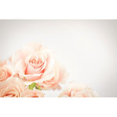 Wall Art Canvas - Soft Pink Roses