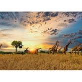 Wall Art Canvas - Giraffe Herd