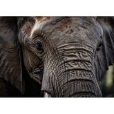 Wall Art Canvas - Gaze at The Wild Beauty of The Elephant