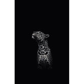Wall Art Canvas - Black and White Leopard Looking Up