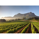Canvas Wall Art - Vineyard Tour in Cape Town