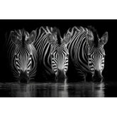 Wall Art Canvas - 3 Zebras Drinking Water at Night