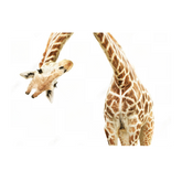 Wall Art Canvas - Giraffe