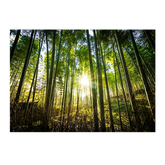 Wall Art Canvas - Forest Sunset