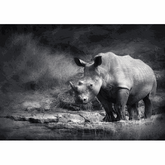 Wall Art Canvas - Rhino