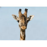 Wall Art Canvas - Giraffe Face