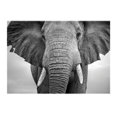 Wall Art Canvas - Elephant Walking