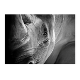 Wall Art Canvas - Rhino Close Up
