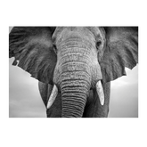 Wall Art Canvas - Elephant Close Up
