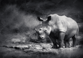 Wall Art Canvas - Rhino