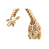 Wall Art Canvas - Giraffe