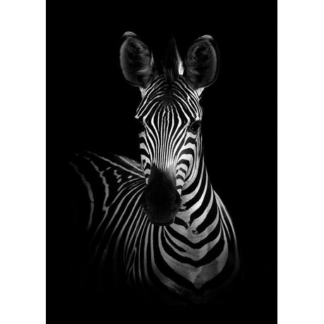 Canvas Wall Art - The zebra