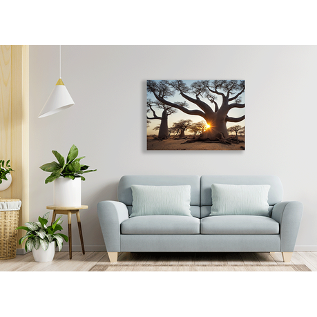 Wall Art Canvas - Boababs in the Savannah at Sunrise