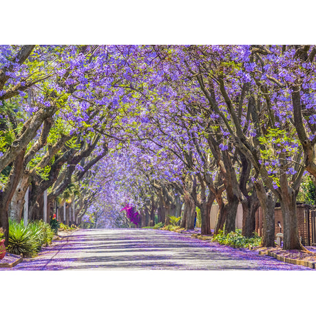 Wall Art Canvas - Jacaranda in Bloom