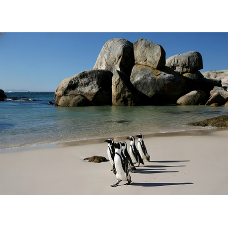 Canvas Wall Art - African Penguins At Boulders