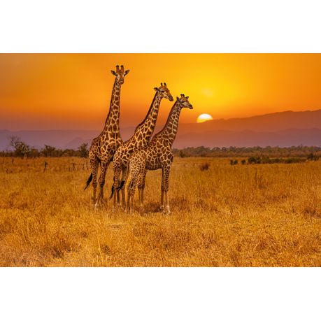 Wall Art Canvas - 3 Giraffes and an African Sunset