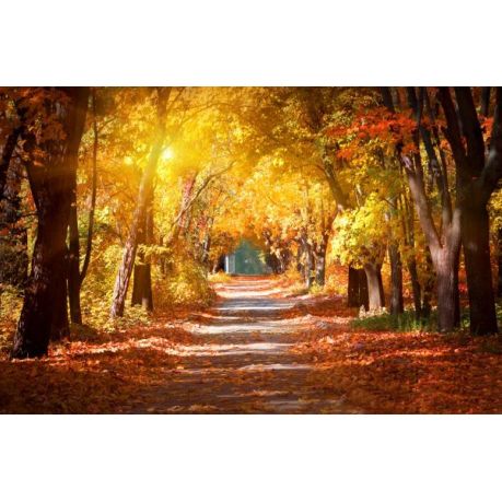 Wall Art Canvas - Pathway into Autumn