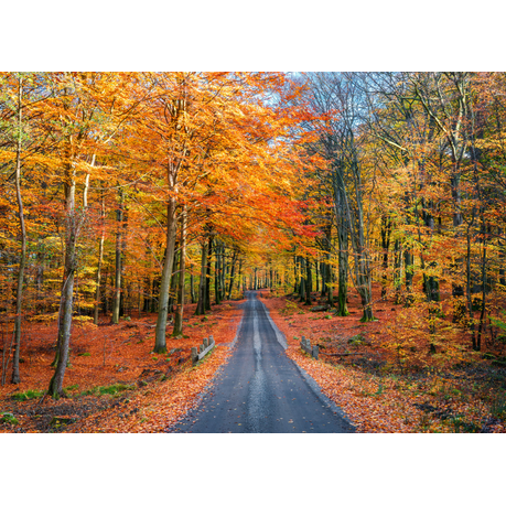 Canvas Wall Art - Road Into Autumn