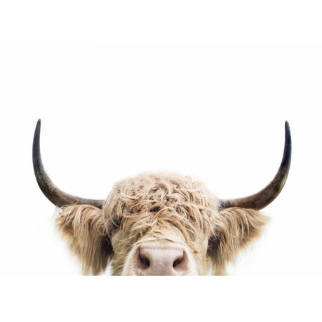 Canvas Wall Art - Peeking Cow