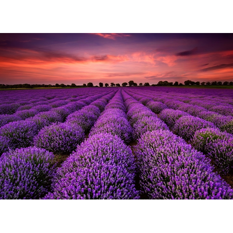 Wall Art Canvas - Lavender Field at Sunset