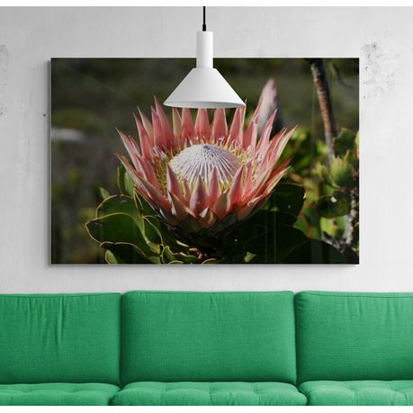 Canvas Wall Art - King Protea