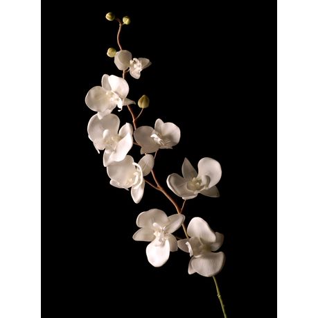Wall Art Canvas - White Orchid Isolated Over Black Background
