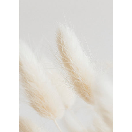 Canvas wall art - Bunny tail grass