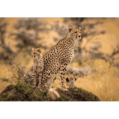 Wall Art Canvas - Cheetah with Her Cubs