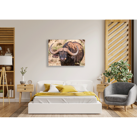 Wall Art Canvas - African Buffalo Cow
