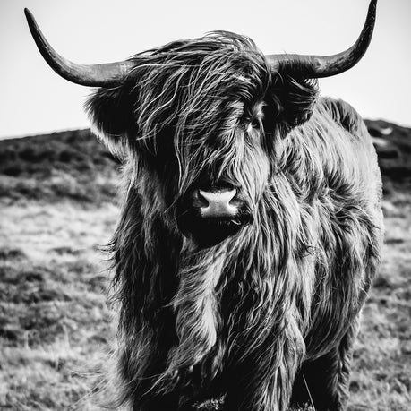 Wall Art Canvas - Make me moove