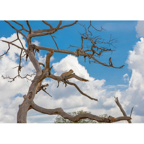 Wall Art Canvas - African Leopard Resting in a Tree
