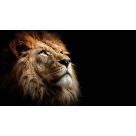 Wall Art Canvas - The King Lion