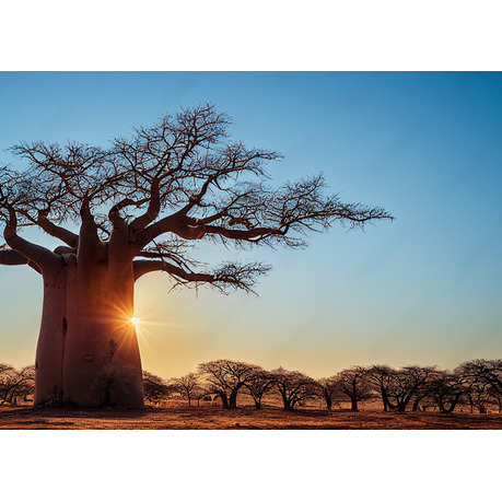 Wall Art Canvas - Boabab on a Dry Savannah