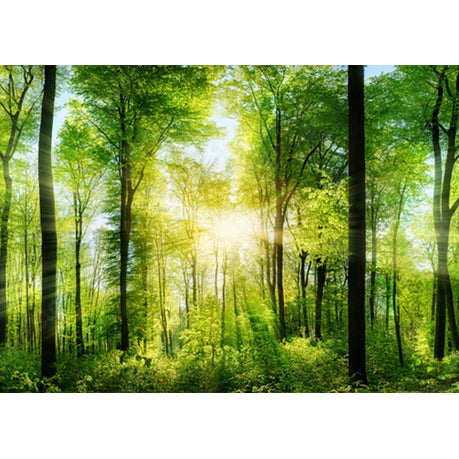 Wall Art Canvas - Sunshine Through Trees