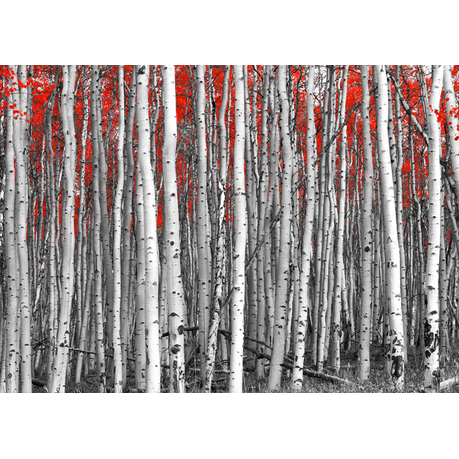 Wall Art Canvas - Red leaves in a black and white forest