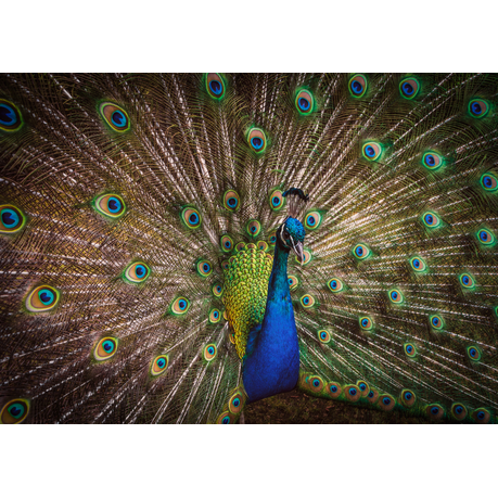 Wall Art Canvas - Peacock splendour