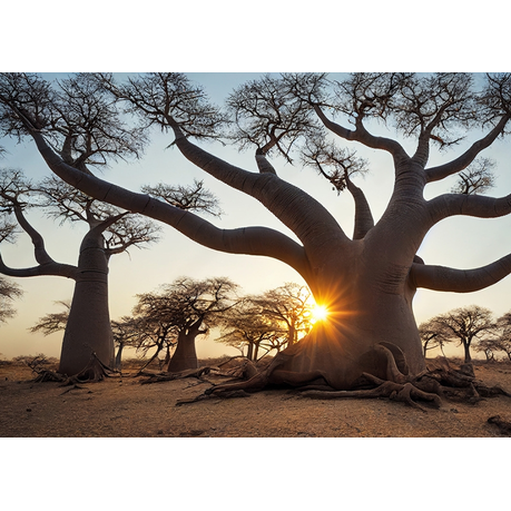 Wall Art Canvas - Boababs in the Savannah at Sunrise