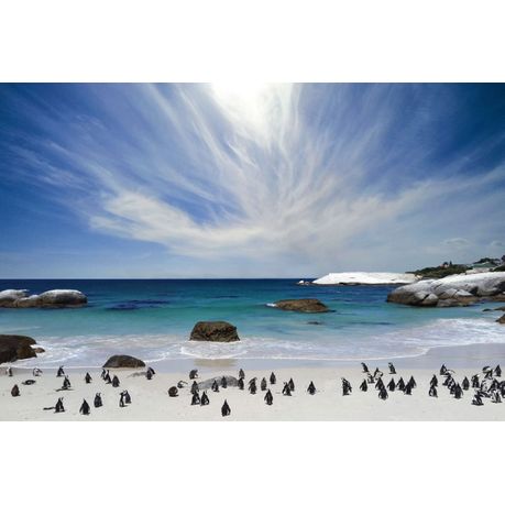 Canvas wall art - The penguins at Boulder's beach