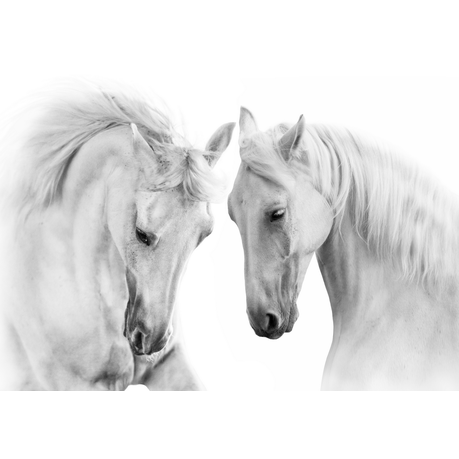 Wall Art Canvas - White Beauty