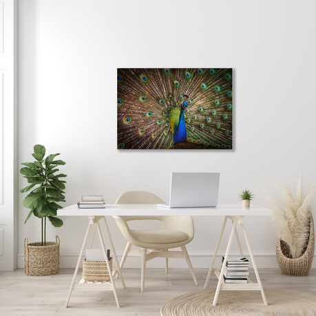Wall Art Canvas - Peacock splendour
