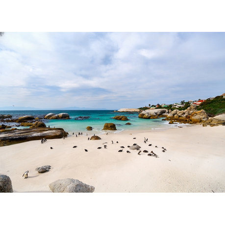 Canvas Wall Art - African Penguins